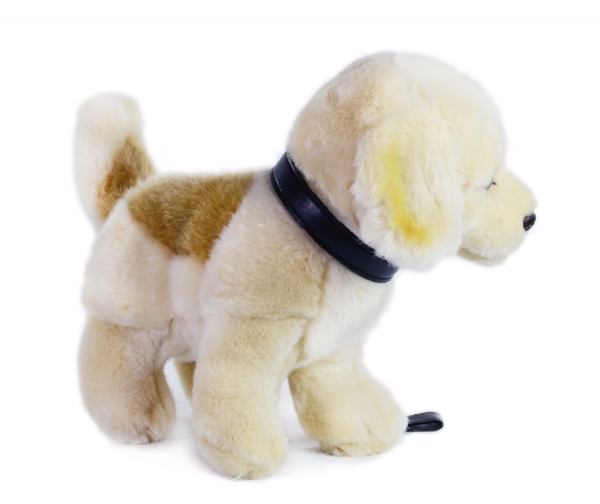 Golden Retriever stehend mit Leine...falsche bilder